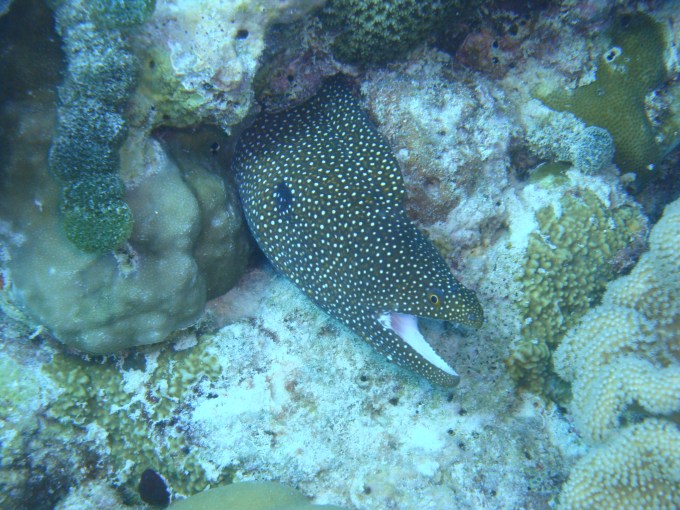 Moreia!! Morri de medo!!