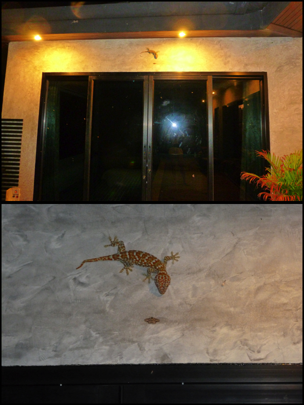 E essa lagartixona?!?!?! O nome é Gecko por que ela faz um barulho que parece que ela fala "Ge-cko". Medo!! What about this massive lizard?!?!?! The name is Gecko because it makes a  sound that sounds "Ge-cko". Scary!!
