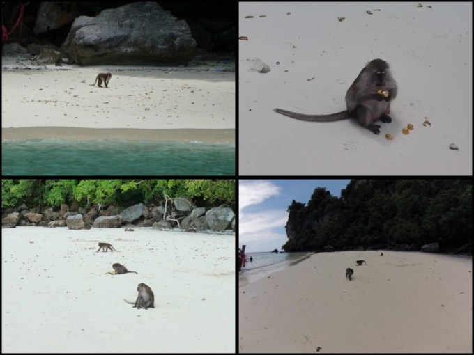 Monkey Beach